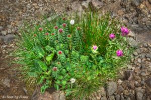 Wildflower Bouquet Arranged by Mother Nature